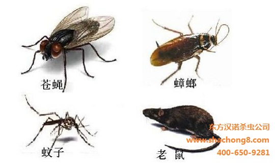 麻花影院除四害